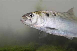 Bijvangst: Vis met een vlekje 