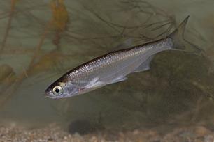 Bijvangst: zilver in het oppervlak