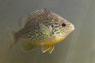 Bijvangst: zonnebaars