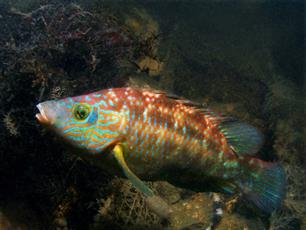 Bijvangst: zwartooglipvis