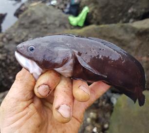 Bijzondere vangst in IJmuiden: vorskwab