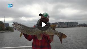 Bijzondere vangst op camera mondt uit in meerdelige roofvisserie op NH Nieuws