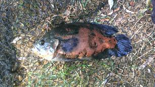 Bijzondere vangst op MijnVISmaat: Pauwoog cichlide