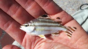 Bijzondere vangst: tijgerbaars