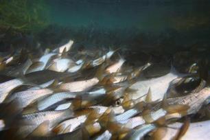 Blankvoorn: Rutilus rutilis