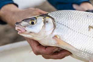 Blauwneus: geen zeldzaamheid meer