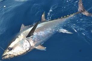 Blauwvintonijn na halve eeuw terug in Noordzee (video)