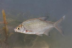 Bliek: brasem of kolblei? (bijvangst)