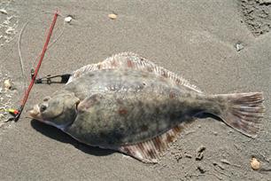 Bot; Platichthys flesus