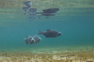 Brasem, terug van nooit weggeweest