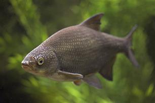 Brasem: vis van het jaar 2008