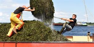 Brasems uitgezet tegen waterplantenoverlast