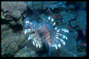 Burgers' Ocean een levend eco-display