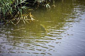 CK0A4456 (Small) - kopie