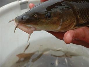 De barbeell, Barbus barbus (Linneaus, 1758)