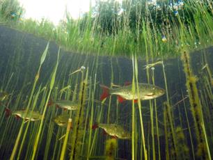 De ene voorn is de andere niet