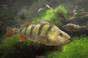 De heer of mevrouw Visser