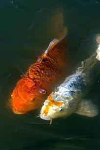 De koidokter weet raad