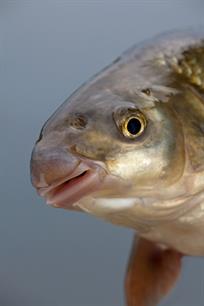 De sneep - een nieuwe neus (bijvangst)