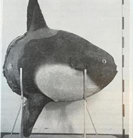 De vis in historisch perspectief