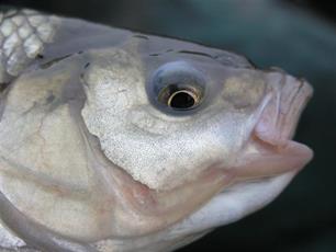 De winde Leuciscus idus
