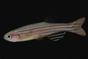 De zebravis heeft een streepje voor