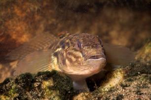 Deltaplan voor Zeeuwse vismigratie