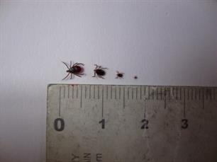 Deze week: de Week van de Teek