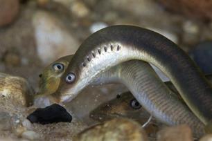 Dienstregeling voor trekvissen