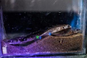 Discovisjes in het Noordzeekanaal (video)