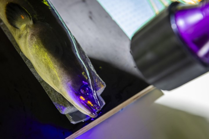 Discovissen schieralen worden voorzien van tags