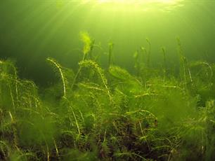 Downloadtip: de Waterleven app