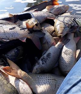 Dreigende vissterfte melden