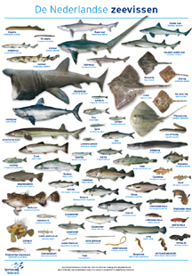 Dubbelposter Nederlandse zeevissen