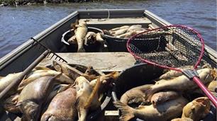 Duizenden kilo's dode vis Reitdiep