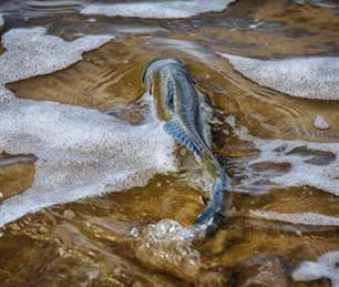 EAA daagt Europese Raad voor de rechter over zeebaarsban