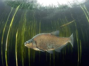 Een leven in het teken van vis