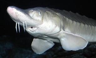 Een nieuwe kans voor de steur