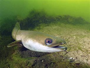 Een ongemakkelijke waarheid