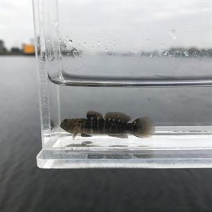 Eerste naakte grondel aan de hengel gevangen