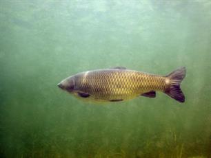Effecten van de graskarper op de kwaliteit van watersystemen