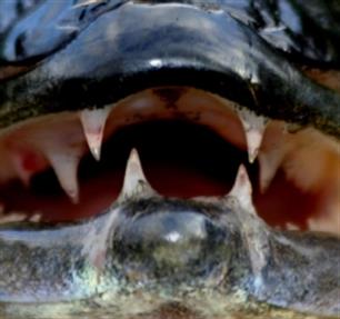 Einde gesloten tijden!