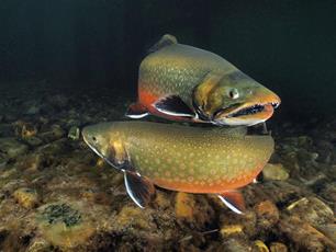 Elzasser saiblingen doen het 's nachts