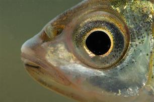 Er zwemt weer barbeel in de Geul : Maatregelen verbetering Geulsysteem blijken succesvol