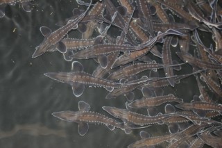 Europeanen versus Amerikanen