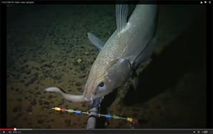 Europese diepzee beter beschermd (video)