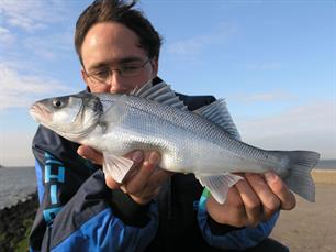 Europese discussie over de zeebaars