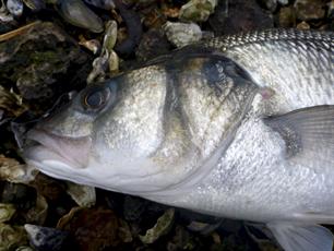 Europese Raad van Visserijministers veegt zeebaarsplan EU-Commissie van tafel