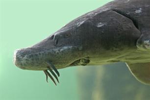 Europese steur krijgt nieuwe kans in de Biesbosch (video)