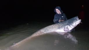 Evenaring BNRZ-record meerval: 243 cm (video)